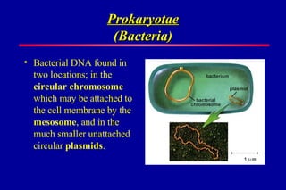 Prokaryotae (Bacteria) Bacterial DNA found in two locations; in the circular chromosome which may be attached to the cell membrane by the mesosome , and in the much smaller unattached circular plasmids .