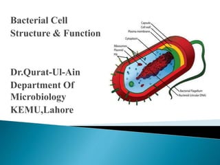 Bacterial Cell
Structure & Function
Dr.Qurat-Ul-Ain
Department Of
Microbiology
KEMU,Lahore
 