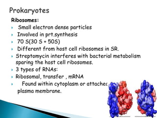 Bacterial-Cell-Structure-Function.pptx