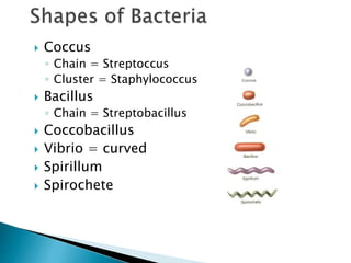 Bacterial-Cell-Structure-Function.pptx