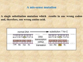 A mis-sense mutation
A single substitution mutation which results in one wrong codon
and, therefore, one wrong amino acid.
 