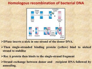Homologous recombination of bacterial DNA
DNase inserts a nick in one strand of the donor DNA.
Then single-stranded binding protein (yellow) bind to nicked
strand to stabilise
Rec A protein then binds to the single-strand fragment
Strand exchange between donor and recipient DNA followed by
annealing.
 