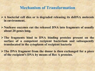Mechanism of Transformation
A bacterial cell dies or is degraded releasing its dsDNA molecule
in environment.
Nuclease enzymes cut the released DNA into fragments of usually
about 20 genes long.
The fragments bind to DNA binding proteins present on the
surface of a competent recipient bacterium and subsequently
translocated in the cytoplasm of recipient bacteria
The DNA fragment from the donor is then exchanged for a piece
of the recipient's DNA by means of Rec A proteins.
 
