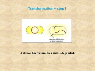 Transformation – step I
A donor bacterium dies and is degraded.
 