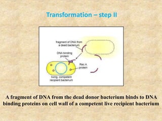 Transformation – step II
A fragment of DNA from the dead donor bacterium binds to DNA
binding proteins on cell wall of a competent live recipient bacterium
 