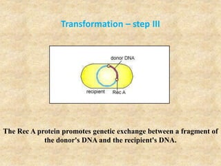 Transformation – step III
The Rec A protein promotes genetic exchange between a fragment of
the donor's DNA and the recipient's DNA.
 
