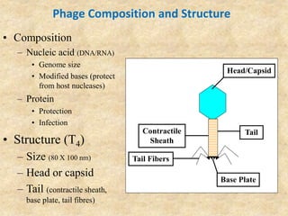 Phage Composition and Structure
• Composition
– Nucleic acid (DNA/RNA)
• Genome size
• Modified bases (protect
from host nucleases)
– Protein
• Protection
• Infection
• Structure (T4)
– Size (80 X 100 nm)
– Head or capsid
– Tail (contractile sheath,
base plate, tail fibres)
Tail
Tail Fibers
Base Plate
Head/Capsid
Contractile
Sheath
 