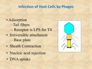 Infection of Host Cells by Phages
• Irreversible attachment
– Base plate
• Adsorption
–Tail fibers
– Receptor is LPS for T4
• Nucleic acid injection
• Sheath Contraction
• DNA uptake
 