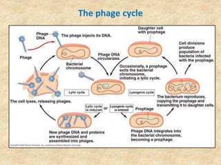 The phage cycle
 