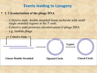 Events leading to Lysogeny
• 1. Circularization of the phage DNA
– Cohesive ends: double stranded linear molecule with small
single stranded regions at the 5' ends.
– Cohesive ends promotes circularization of phage DNA
– e.g. lambda phage
Lygase
Closed Circle
Cohesive Ends
Linear Double Stranded Opened Circle
 