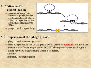 • 2. Site-specific
recombination
– recombination occurs
between a particular site
on the circularized phage
DNA and a particular site
on the host chromosome
DNA
– phage coded enzyme helps
.
• 3. Repression of the phage genome
– phage coded repressor protein
– binds to a particular site on the phage DNA, called the operator, and shuts off
transcription of most phage genes EXCEPT the repressor gene resulting in a
stable repressed phage genome which is integrated
– Specific
– Immunity to superinfection
gal bio
gal bio
gal
bio
 