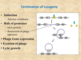 Termination of Lysogeny
• Induction
– Adverse conditions
• Role of proteases
– recA protein
– destruction of phage
repressor
• Excision of phage
• Lytic growth
gal
bio
gal bio
gal bio
gal bio
• Phage Gene expression
 