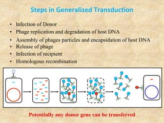 Steps in Generalized Transduction
• Release of phage
• Phage replication and degradation of host DNA
• Assembly of phages particles and encapsidation of host DNA
• Infection of recipient
• Homologous recombination
• Infection of Donor
Potentially any donor gene can be transferred
 