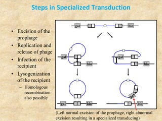 Steps in Specialized Transduction
• Excision of the
prophage
gal
bio
gal bio
gal bio
gal
bio
bio
• Replication and
release of phage
• Infection of the
recipient
• Lysogenization
of the recipient
– Homologous
recombination
also possible
(Left normal excision of the prophage, right abnormal
excision resulting in a specialized transducing)
 