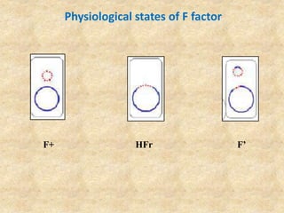 Physiological states of F factor
F+ HFr F’
 
