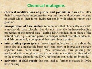 Chemical mutagens
• chemical modifications of purine and pyrimidine bases that alter
their hydrogen-bonding properties, e.g. nitrous acid converts cytosine
to uracil which then forms hydrogen bonds with adenine rather than
guanine.
• incorporation of base analogs (compounds that chemically resemble
a nucleotide base closely, but do not have the hydrogen-bonding
properties of the natural base ) during DNA replication in place of the
natural base, e.g. 2-amino purine, a compound that resembles adenine,
and 5-bromouracil, a compound that resembles thymine.
• intercalating agents (planar three-ringed molecules that are about the
same size as a nucleotide base pair) can insert or intercalate between
adjacent base pairs during DNA replication thus pushing the
nucleotides far enough apart so that an extra nucleotide is often added
to the growing chain during DNA replication, e.g. ethidium bromide.
• activation of SOS repair that can lead to further mistakes in DNA
base pairing
 