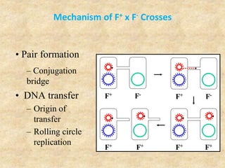 Mechanism of F+ x F- Crosses
• DNA transfer
– Origin of
transfer
– Rolling circle
replication
• Pair formation
– Conjugation
bridge
F+ F-
F+ F-
F+ F+
F+ F+
 
