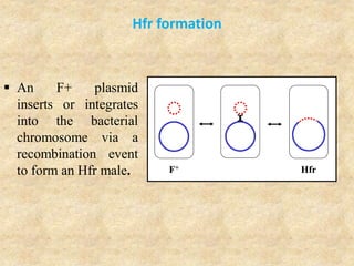 Hfr formation
F+ Hfr
 An F+ plasmid
inserts or integrates
into the bacterial
chromosome via a
recombination event
to form an Hfr male.
 
