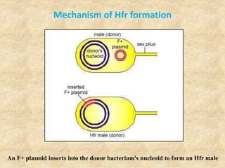 Mechanism of Hfr formation
An F+ plasmid inserts into the donor bacterium's nucleoid to form an Hfr male
 