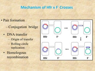 Mechanism of Hfr x F- Crosses
• DNA transfer
– Origin of transfer
– Rolling circle
replication
• Homologous
recombination
• Pair formation
– Conjugation bridge
Hfr F-
Hfr F-
Hfr F-
Hfr F-
 