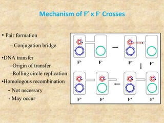 Mechanism of F’ x F- Crosses
•DNA transfer
–Origin of transfer
–Rolling circle replication
•Homologous recombination
- Not necessary
- May occur
• Pair formation
– Conjugation bridge
F’ F’
F’ F’
F’ F-
F’ F-
 