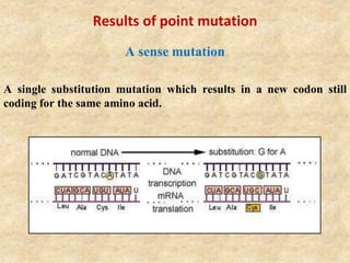 Results of point mutation
A sense mutation
A single substitution mutation which results in a new codon still
coding for the same amino acid.
 