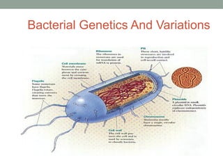 Bacterial Genetics And Variations
 