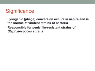 Significance
• Lysogenic (phage) conversion occurs in nature and is
the source of virulent strains of bacteria
• Responsible for penicillin-resistant strains of
Staphylococcus aureus
 