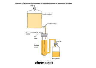 Bacterial growth | PDF