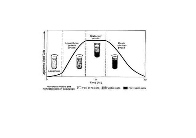 Bacterial Growth PPT