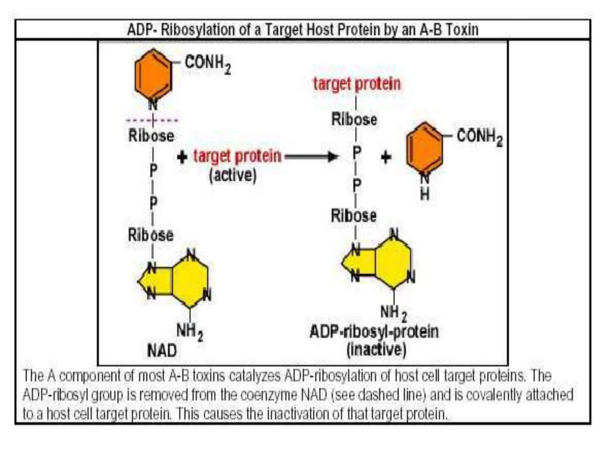 Bacterial Pathogenesis Pdf