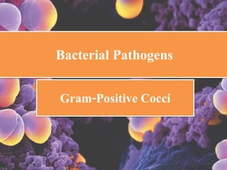 Bacterial Pathogens
Gram-Positive Cocci
 