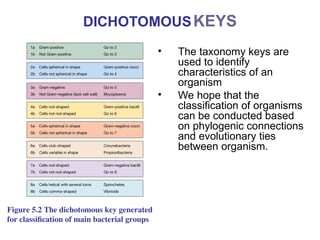 Bacteria taxonomy epidemiology morphology | PPT