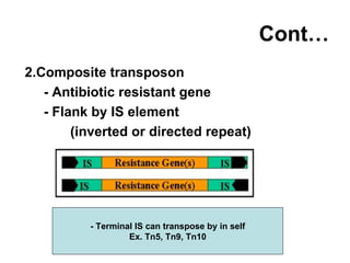 Cont… 2.Composite transposon - Antibiotic resistant gene - Flank by IS element (inverted or directed repeat) - Terminal IS can transpose by in self Ex. Tn5, Tn9, Tn10 