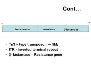 Cont… Tn3 – type transposon --- 5kb ITR - inverted terminal repeat β - lactamase – Resistance gene ITR ITR resolvase transposase β -lactamase 