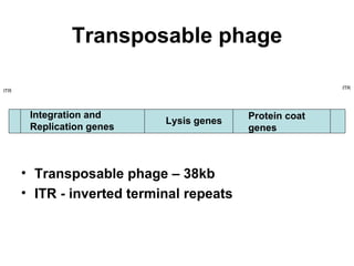 Transposable phage Transposable phage – 38kb  ITR - inverted terminal repeats ITR ITR Lysis genes Integration and  Replication genes Protein coat genes 