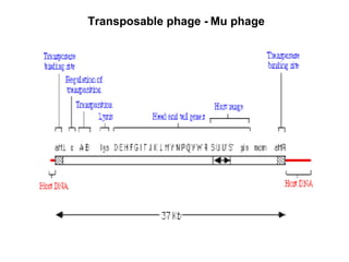 Transposable phage -   Mu phage 