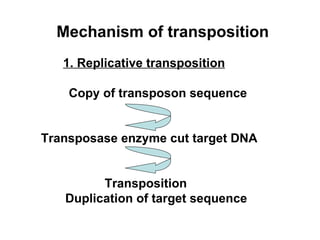 Mechanism of transposition 1. Replicative transposition Copy of transposon sequence Transposase enzyme cut target DNA Transposition Duplication of target sequence 