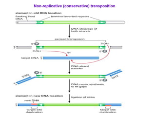 Non-replicative (conservative) transposition 