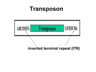 Transposon inverted terminal repeat (ITR) 