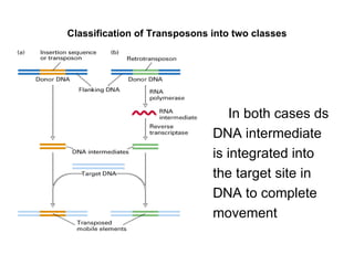 Classification of Transposons into two classes In both cases ds DNA intermediate is integrated into the target site in DNA to complete movement 