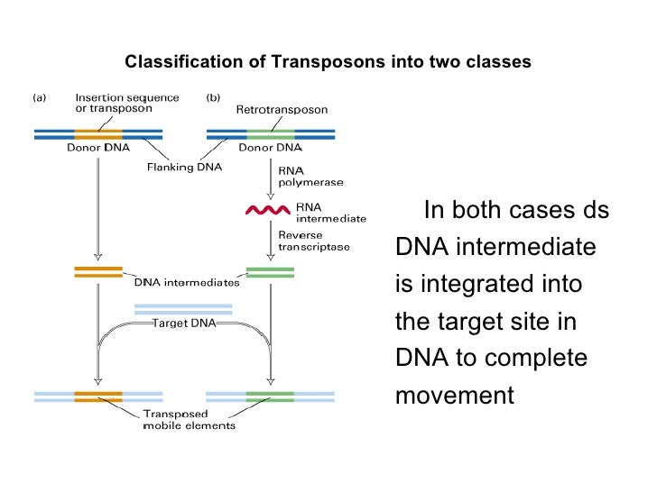 form n type 1 function Transposons Bacterial