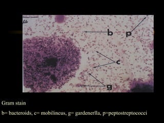 Gram stain b= bacteroids, c= mobilincus, g= gardenerlla, p=peptostreptococci 