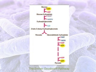 Bacterial aerobic respiration | PPTX