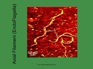 Bacterial Anatomy | PPT