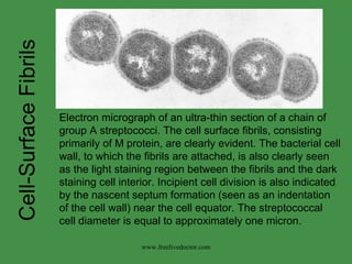 Bacterial Anatomy | PPT