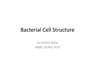 Bacterial Cell Structure
Dr Shireen Rafiq
MBBS, M.Phil, Ph.D
 