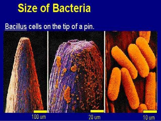 bacterial cell structure by dr shireen rafiq bacteria size