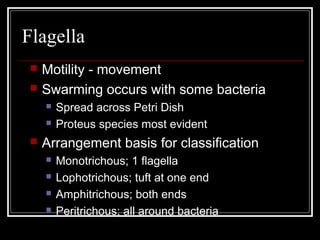 Flagella
 Motility - movement
 Swarming occurs with some bacteria
 Spread across Petri Dish
 Proteus species most evident
 Arrangement basis for classification
 Monotrichous; 1 flagella
 Lophotrichous; tuft at one end
 Amphitrichous; both ends
 Peritrichous; all around bacteria
 