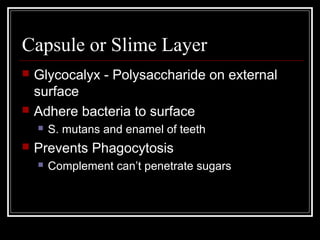 Capsule or Slime Layer
 Glycocalyx - Polysaccharide on external
surface
 Adhere bacteria to surface
 S. mutans and enamel of teeth
 Prevents Phagocytosis
 Complement can’t penetrate sugars
 